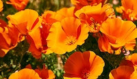 California Poppy