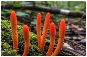Cordyceps Militaris