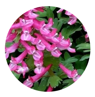Corydalis