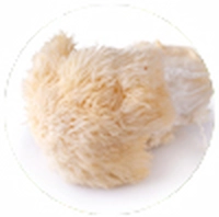 Lion’s Mane Mushroom
