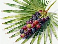 MenForceX - Saw Palmetto