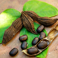 Mucuna Pruriens Extract