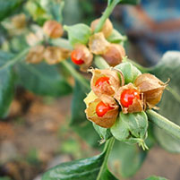 Withania Somnifera Extract