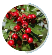 Hawthorn-Berries
